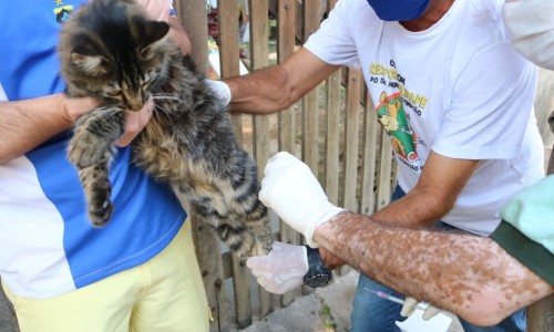 Última etapa de vacinação antirrábica acontece neste sábado em Maromba e Maringá 